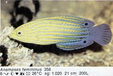 Anampses femininus